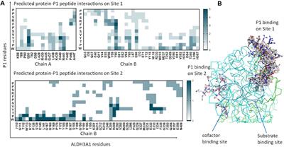 Identification of a peptide ligand for human ALDH3A1 through peptide phage display: Prediction and characterization of protein interaction sites and inhibition of ALDH3A1 enzymatic activity